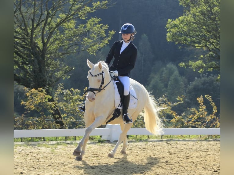 Duitse rijpony Merrie 5 Jaar 145 cm Cremello in Gummersbach