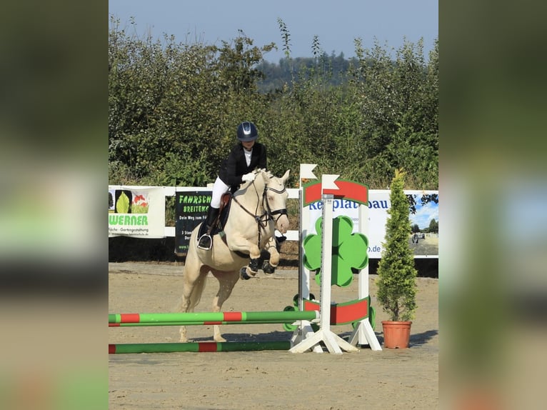 Duitse rijpony Merrie 5 Jaar 145 cm Cremello in Gummersbach