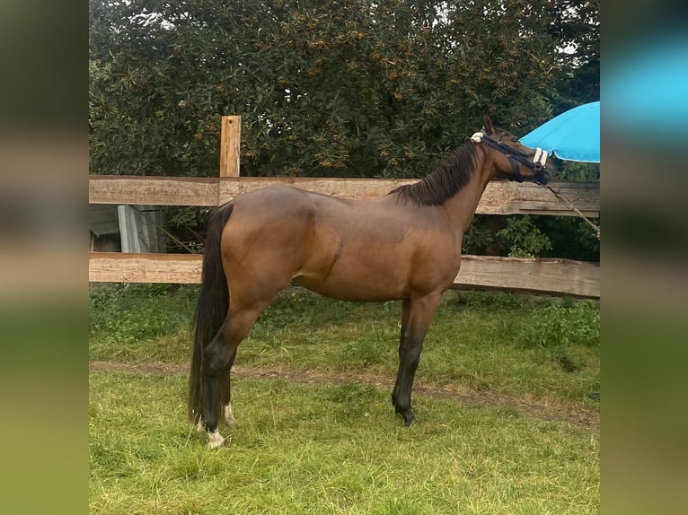 Duitse rijpony Merrie 5 Jaar 145 cm Donkerbruin in Daberkow
