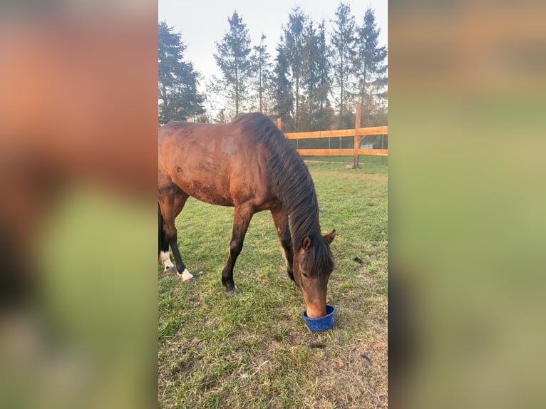 Duitse rijpony Merrie 5 Jaar 145 cm Donkerbruin in Daberkow