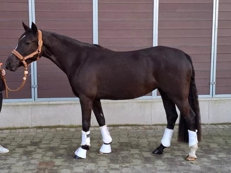 Duitse rijpony Merrie 5 Jaar 145 cm Donkere-vos in Dorsten