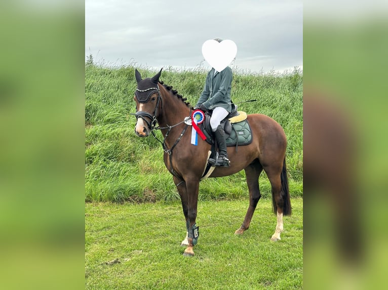 Duitse rijpony Merrie 5 Jaar 145 cm Donkere-vos in Handewitt