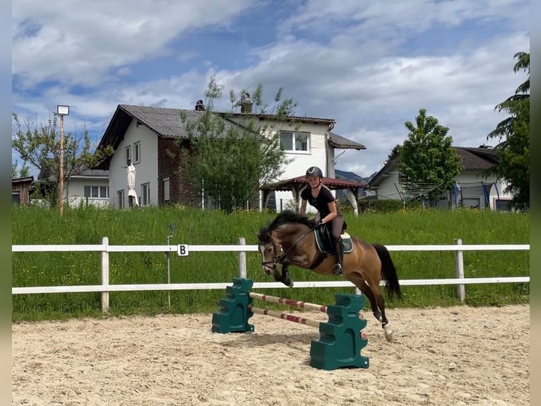 Duitse rijpony Merrie 5 Jaar 145 cm Falbe in Feldkirch