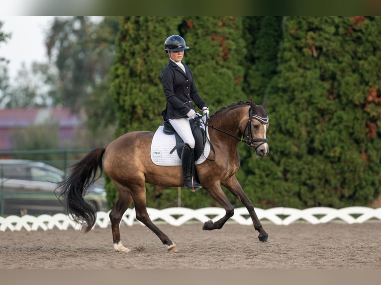 Duitse rijpony Merrie 5 Jaar 145 cm Falbe in Feldkirch