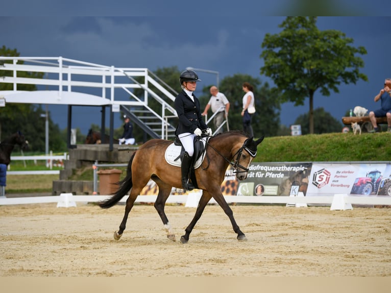 Duitse rijpony Merrie 5 Jaar 145 cm Falbe in Feldkirch