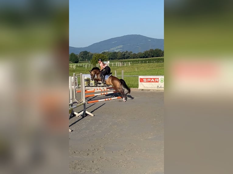 Duitse rijpony Merrie 5 Jaar 145 cm Falbe in Feldkirch