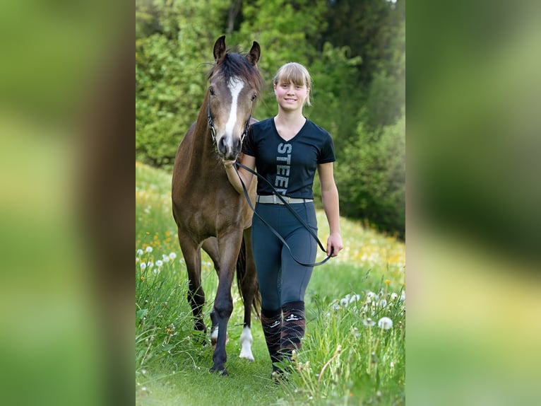 Duitse rijpony Merrie 5 Jaar 145 cm Falbe in Feldkirch