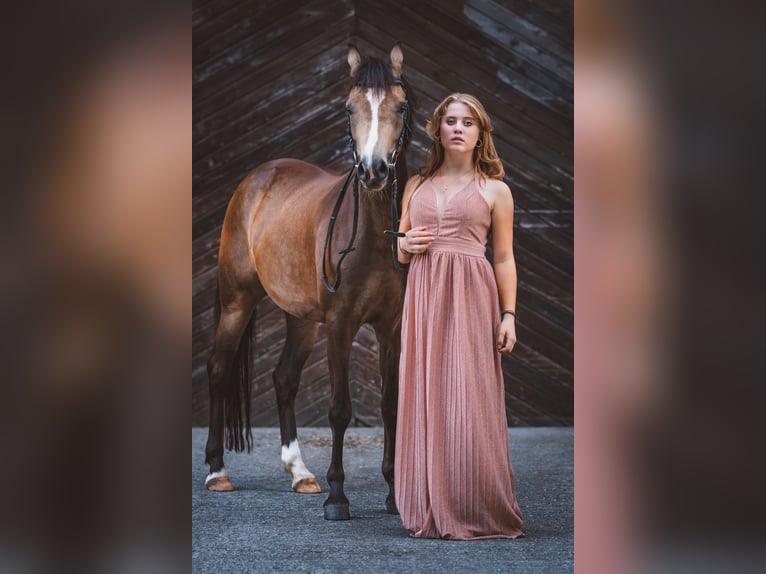 Duitse rijpony Merrie 5 Jaar 145 cm Falbe in Feldkirch