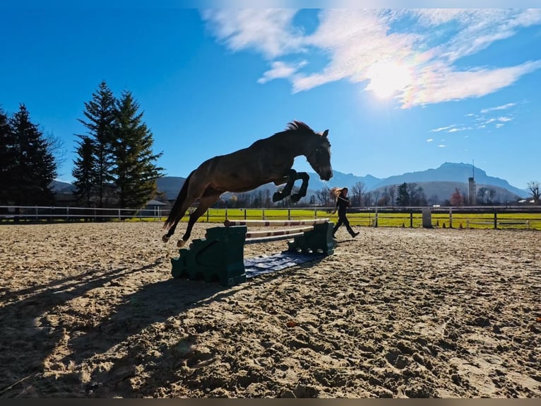 Duitse rijpony Merrie 5 Jaar 145 cm Falbe in Feldkirch