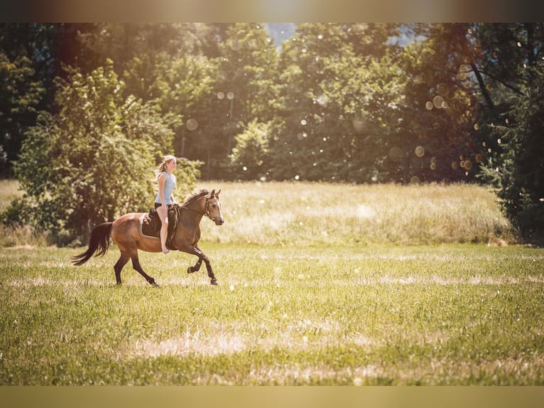 Duitse rijpony Merrie 5 Jaar 145 cm Falbe in Feldkirch