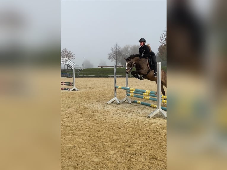 Duitse rijpony Merrie 5 Jaar 145 cm Falbe in Feldkirch