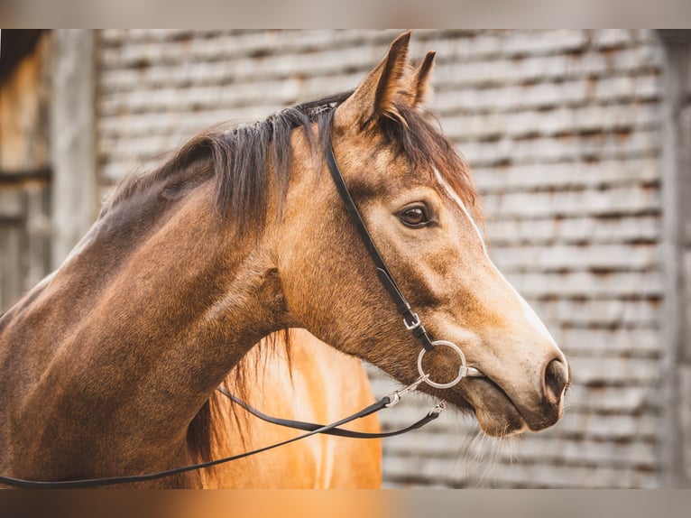 Duitse rijpony Merrie 5 Jaar 145 cm Falbe in Feldkirch