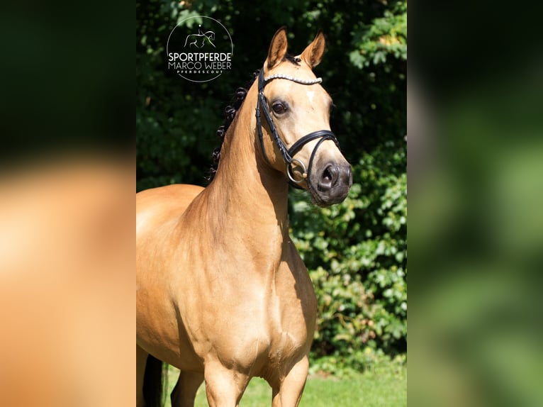 Duitse rijpony Merrie 5 Jaar 145 cm Falbe in Quakenbrück