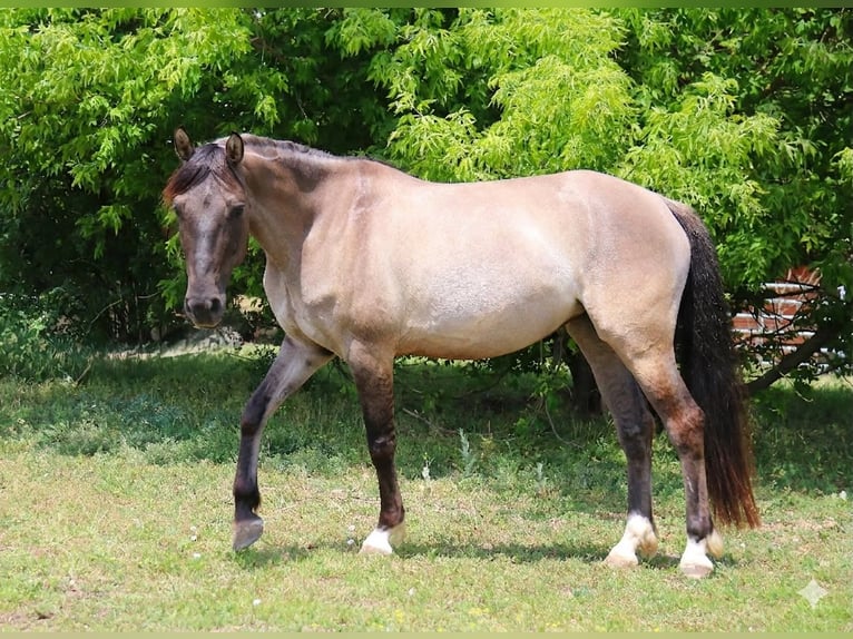 Duitse rijpony Merrie 5 Jaar 145 cm Falbe in Kirchheim