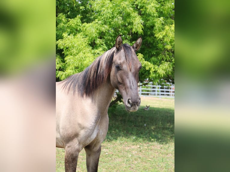 Duitse rijpony Merrie 5 Jaar 145 cm Falbe in Kirchheim