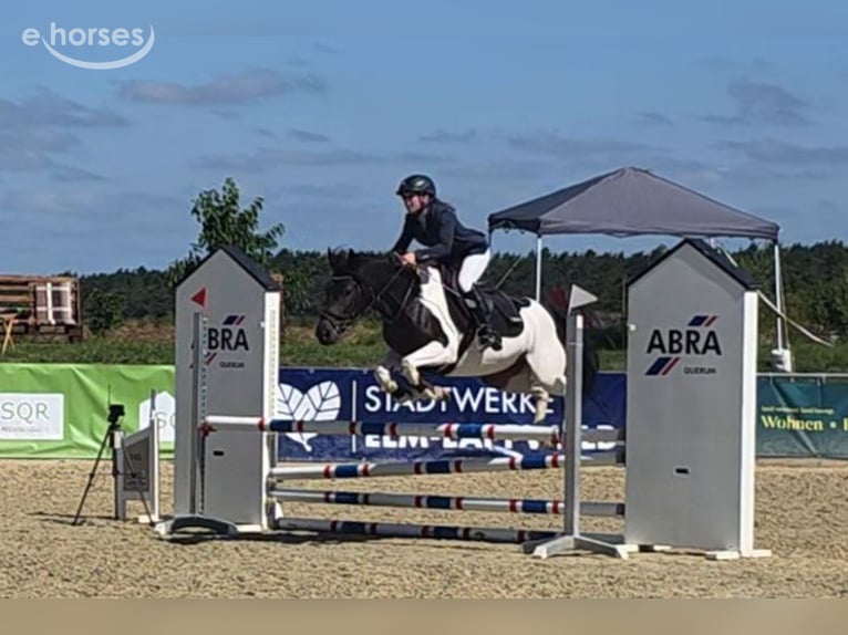 Duitse rijpony Merrie 5 Jaar 145 cm Gevlekt-paard in Braunschweig