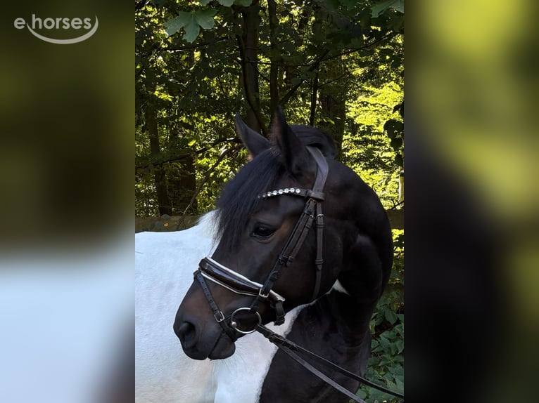 Duitse rijpony Merrie 5 Jaar 145 cm Gevlekt-paard in Braunschweig