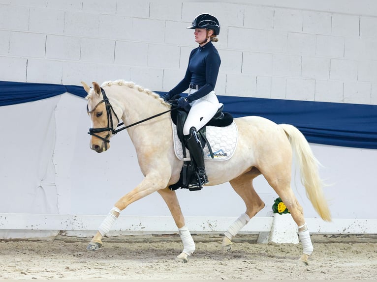 Duitse rijpony Merrie 5 Jaar 145 cm Palomino in Marsberg