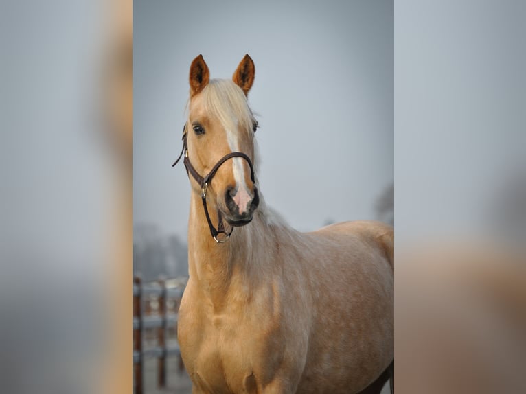 Duitse rijpony Merrie 5 Jaar 145 cm Palomino in Fraunberg