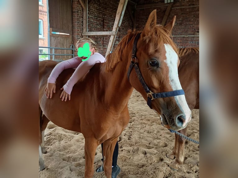 Duitse rijpony Merrie 5 Jaar 145 cm Vos in Extertal