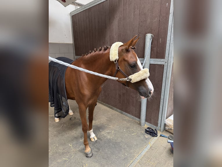 Duitse rijpony Merrie 5 Jaar 145 cm Vos in Schwäbisch Gmünd