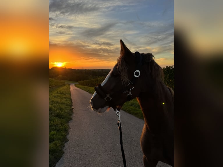 Duitse rijpony Merrie 5 Jaar 145 cm Vos in Wiesloch