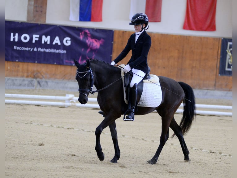 Duitse rijpony Merrie 5 Jaar 145 cm Zwart in Wien, Leopoldstadt