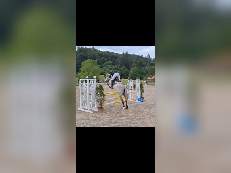 Duitse rijpony Merrie 5 Jaar 146 cm Appelschimmel in Wiler b. Seedorf