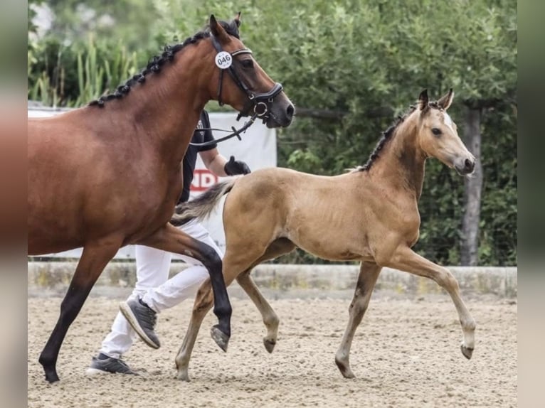 Duitse rijpony Merrie 5 Jaar 146 cm Bruin in Pitten