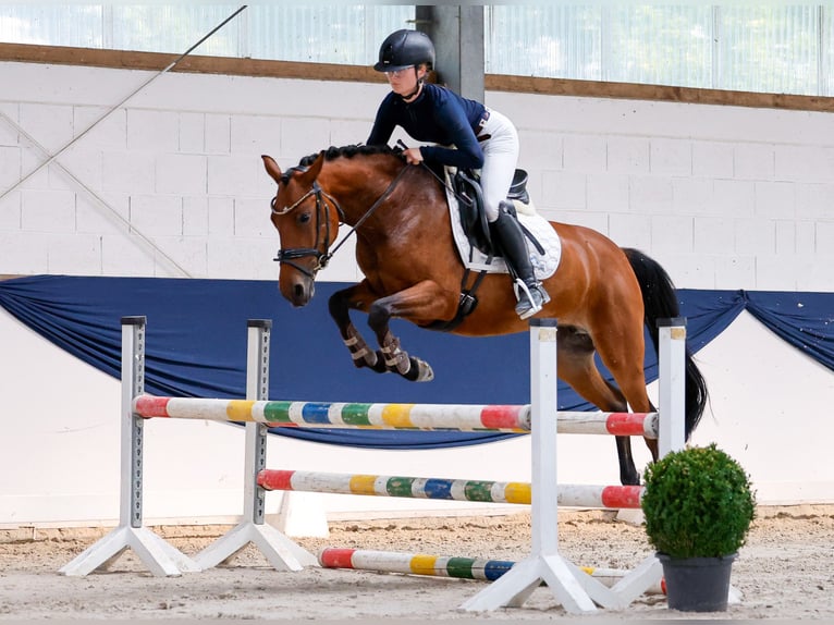 Duitse rijpony Merrie 5 Jaar 146 cm Bruin in Marsberg