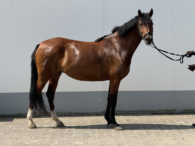 Duitse rijpony Merrie 5 Jaar 146 cm Bruin in Vettweiß