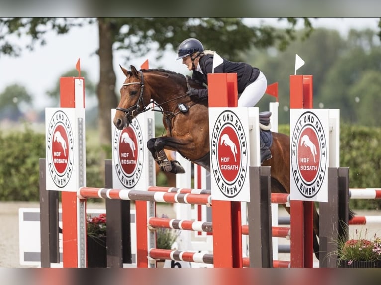 Duitse rijpony Merrie 5 Jaar 146 cm Bruin in Seevetal