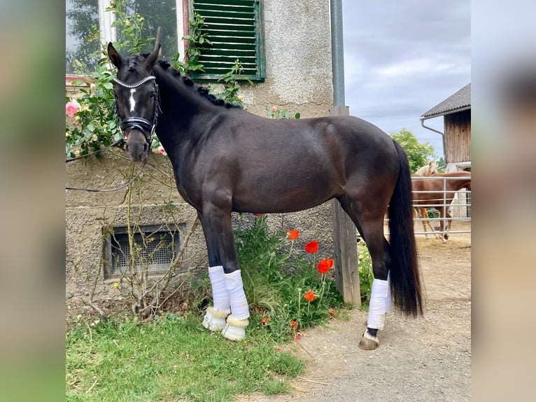 Duitse rijpony Merrie 5 Jaar 146 cm Donkerbruin in Sankt Margarethen an der Raab