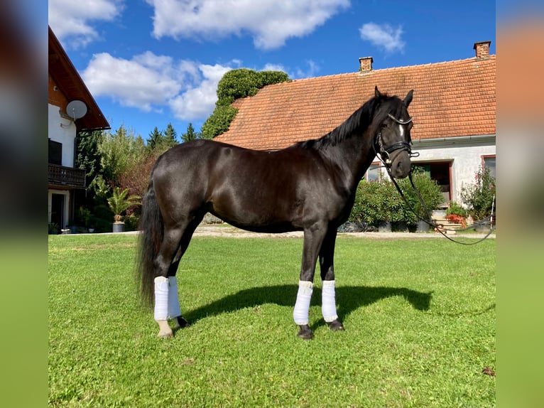 Duitse rijpony Merrie 5 Jaar 146 cm Donkerbruin in Sankt Margarethen an der Raab