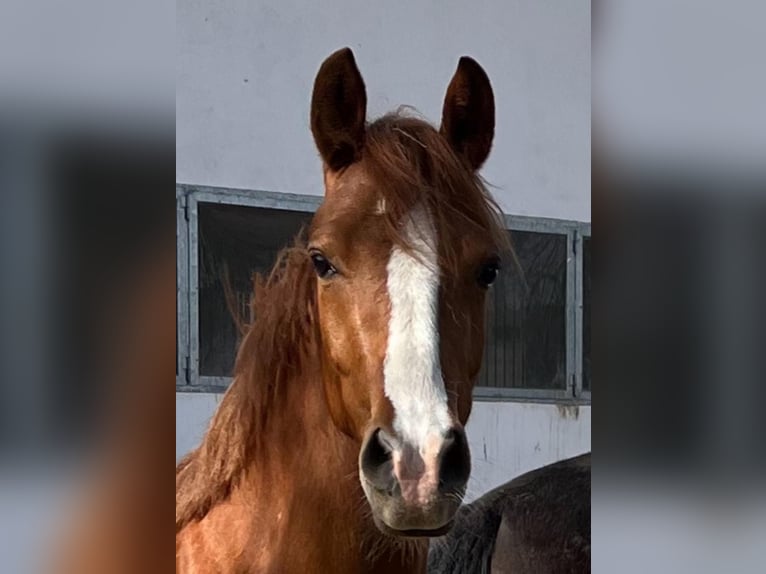 Duitse rijpony Merrie 5 Jaar 146 cm  in KaltMünstermaifeld