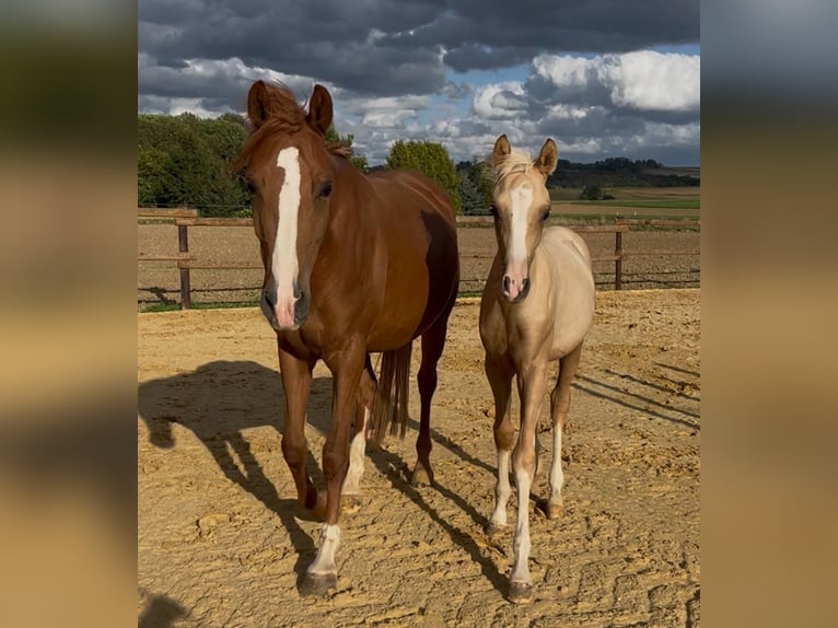 Duitse rijpony Merrie 5 Jaar 146 cm  in KaltMünstermaifeld