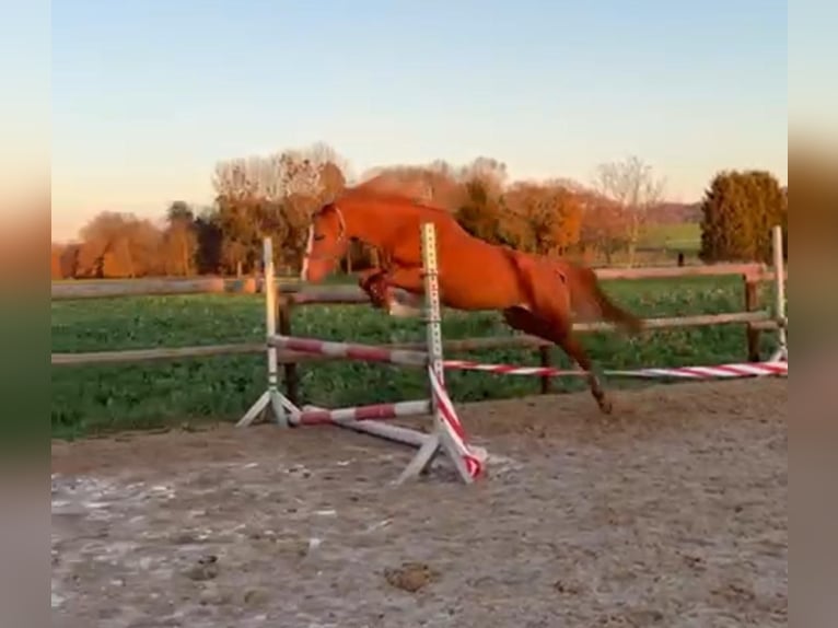 Duitse rijpony Merrie 5 Jaar 146 cm  in KaltMünstermaifeld