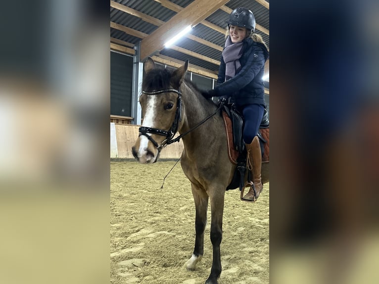 Duitse rijpony Merrie 5 Jaar 146 cm Falbe in Isterberg