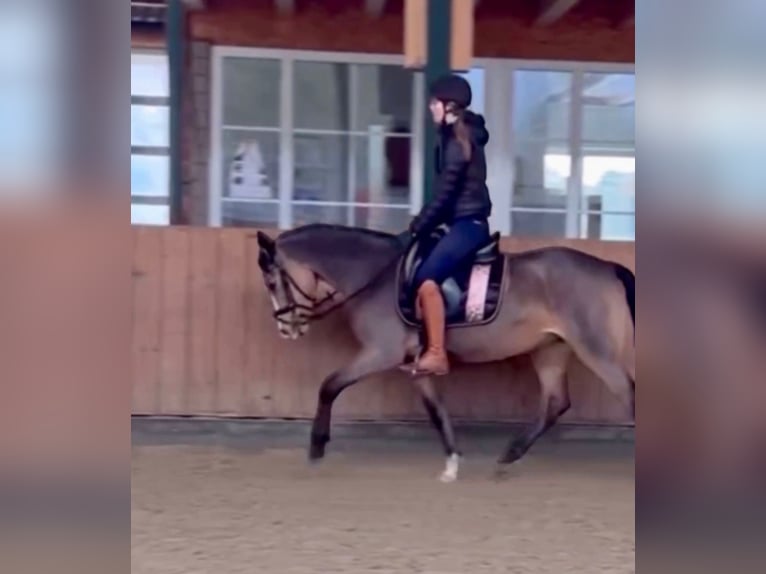 Duitse rijpony Merrie 5 Jaar 146 cm Falbe in Isterberg