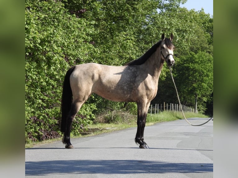 Duitse rijpony Merrie 5 Jaar 146 cm Falbe in Verl
