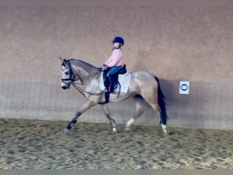 Duitse rijpony Merrie 5 Jaar 146 cm Falbe in Rosendahl