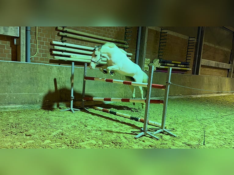 Duitse rijpony Merrie 5 Jaar 146 cm Gevlekt-paard in Mönchengladbach