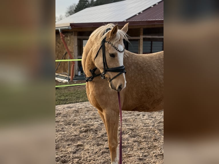 Duitse rijpony Merrie 5 Jaar 146 cm Palomino in Wilburgstetten