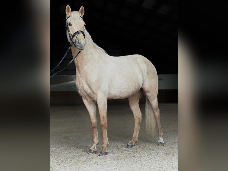 Duitse rijpony Merrie 5 Jaar 146 cm Palomino in Kietz