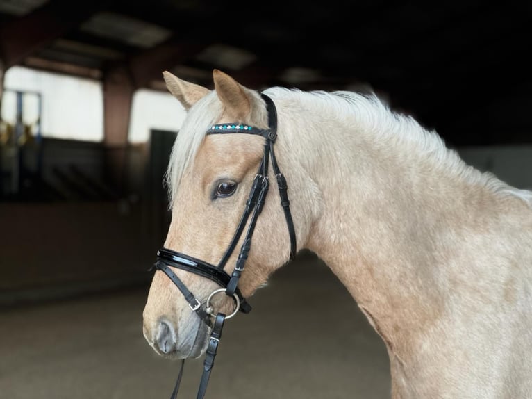 Duitse rijpony Merrie 5 Jaar 146 cm Palomino in Kietz