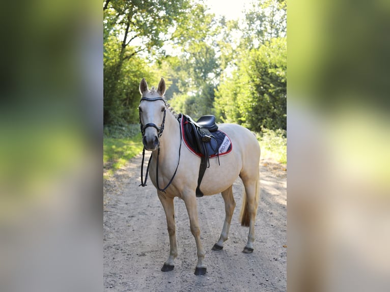 Duitse rijpony Merrie 5 Jaar 146 cm Palomino in Wiemersdorf