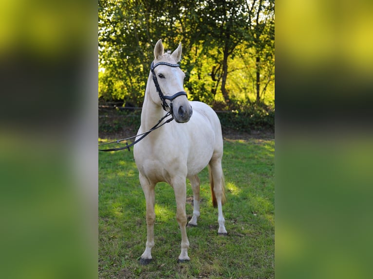 Duitse rijpony Merrie 5 Jaar 146 cm Palomino in Wiemersdorf
