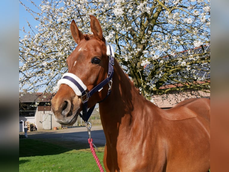 Duitse rijpony Merrie 5 Jaar 146 cm in Dorsten