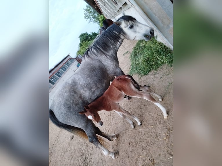 Duitse rijpony Merrie 5 Jaar 146 cm Schimmel in Förderstedt