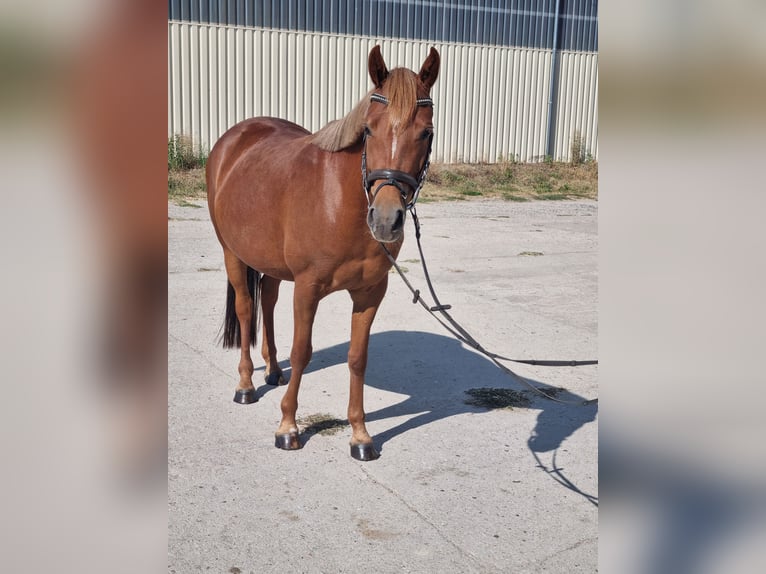 Duitse rijpony Merrie 5 Jaar 146 cm Vos in Trebbin